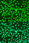 Cyclin A2 antibody, 23-065, ProSci, Immunofluorescence image 