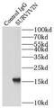 Baculoviral IAP Repeat Containing 5 antibody, FNab09909, FineTest, Immunoprecipitation image 