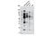 Arginine monomethyl  methylate antibody, 8015S, Cell Signaling Technology, Western Blot image 