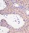Hyperpolarization Activated Cyclic Nucleotide Gated Potassium Channel 3 antibody, orb67396, Biorbyt, Immunohistochemistry paraffin image 