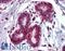 Thyroid Hormone Responsive antibody, LS-B3813, Lifespan Biosciences, Immunohistochemistry frozen image 