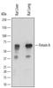 Alpha 2-HS Glycoprotein antibody, AF7510, R&D Systems, Western Blot image 