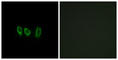 Cystatin Like 1 antibody, abx014404, Abbexa, Western Blot image 