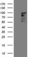 Homeodomain Interacting Protein Kinase 1 antibody, TA807257, Origene, Western Blot image 