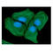 Actin Alpha 2, Smooth Muscle antibody, GTX57619, GeneTex, Immunofluorescence image 