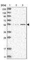 IQ Motif Containing C antibody, PA5-55944, Invitrogen Antibodies, Western Blot image 