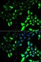 Kinesin Family Member 2B antibody, MBS129722, MyBioSource, Immunofluorescence image 