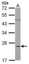 Ras Homolog Family Member C antibody, PA5-77866, Invitrogen Antibodies, Western Blot image 