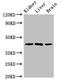 Kruppel Like Factor 12 antibody, orb53983, Biorbyt, Western Blot image 