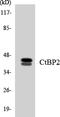C-Terminal Binding Protein 2 antibody, LS-C291837, Lifespan Biosciences, Western Blot image 