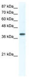 Transcription factor AP-4 antibody, TA329963, Origene, Western Blot image 