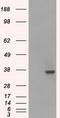 Ldh-1 antibody, LS-C784349, Lifespan Biosciences, Western Blot image 