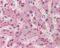 Alpha-1-acid glycoprotein 1 antibody, 49-461, ProSci, Immunohistochemistry frozen image 