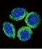 KGFR antibody, GTX81342, GeneTex, Immunofluorescence image 