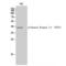 Casein Kinase 1 Alpha 1 antibody, LS-C380991, Lifespan Biosciences, Western Blot image 