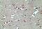 TARBP2 Subunit Of RISC Loading Complex antibody, NBP2-24725, Novus Biologicals, Immunohistochemistry paraffin image 