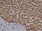 Chymotrypsin Like Elastase 1 antibody, H00001990-M02, Novus Biologicals, Immunohistochemistry paraffin image 