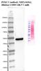 Proteasome 26S Subunit, ATPase 3 antibody, NBP1-86962, Novus Biologicals, Western Blot image 