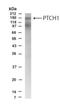 Protein patched homolog 1 antibody, NBP2-23623, Novus Biologicals, Western Blot image 