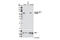 Protein Tyrosine Phosphatase Non-Receptor Type 6 antibody, 8849S, Cell Signaling Technology, Western Blot image 