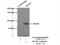 PWWP Domain Containing 3A, DNA Repair Factor antibody, 12682-1-AP, Proteintech Group, Immunoprecipitation image 