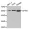 GDNF Family Receptor Alpha 1 antibody, abx004114, Abbexa, Western Blot image 