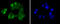 CAMP Responsive Element Binding Protein 1 antibody, 13-821, ProSci, Immunofluorescence image 