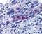 Centromere Protein U antibody, orb345549, Biorbyt, Immunohistochemistry paraffin image 