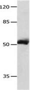 Matrix Metallopeptidase 8 antibody, orb107552, Biorbyt, Western Blot image 