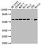 Pyruvate Kinase M1/2 antibody, CSB-RA632595A0HU, Cusabio, Western Blot image 