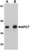 Anaphase-promoting complex subunit 7 antibody, orb75412, Biorbyt, Western Blot image 