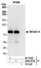 Striatin 4 antibody, A304-573A, Bethyl Labs, Immunoprecipitation image 