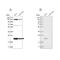 Ubiquitin-Fold Modifier Conjugating Enzyme 1 antibody, NBP1-81676, Novus Biologicals, Western Blot image 