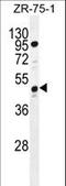 Spermatogenesis Associated 48 antibody, LS-C203706, Lifespan Biosciences, Western Blot image 