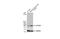 ATP Synthase F1 Subunit Alpha antibody, NBP2-15512, Novus Biologicals, Western Blot image 