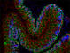 Galectin 3 antibody, 125416, BioLegend, Immunofluorescence image 