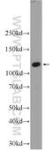 EF-Hand Calcium Binding Domain 5 antibody, 24296-1-AP, Proteintech Group, Western Blot image 