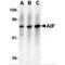 Apoptosis Inducing Factor Mitochondria Associated 1 antibody, LS-B3765, Lifespan Biosciences, Western Blot image 