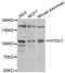 Hypoxia Up-Regulated 1 antibody, LS-C334837, Lifespan Biosciences, Western Blot image 