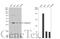 Galectin 3 antibody, GTX113486, GeneTex, Western Blot image 