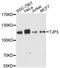 Tight Junction Protein 3 antibody, A13085, ABclonal Technology, Western Blot image 