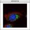 Hepatocyte Growth Factor-Regulated Tyrosine Kinase Substrate antibody, GTX101718, GeneTex, Immunofluorescence image 