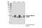 Stathmin 1 antibody, 4191T, Cell Signaling Technology, Western Blot image 