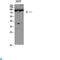 Hyaluronan Mediated Motility Receptor antibody, LS-C813791, Lifespan Biosciences, Western Blot image 