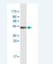 Ferredoxin 1 antibody, H00002230-M03, Novus Biologicals, Western Blot image 