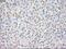 Fibroblast Growth Factor 2 antibody, NBP1-47749, Novus Biologicals, Immunohistochemistry paraffin image 