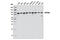 Heat Shock Protein 90 Alpha Family Class B Member 1 antibody, 7411S, Cell Signaling Technology, Western Blot image 