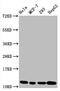 Histone Cluster 4 H4 antibody, LS-C675336, Lifespan Biosciences, Western Blot image 