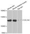 Collagen Type I Alpha 2 Chain antibody, A5786, ABclonal Technology, Western Blot image 