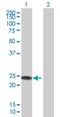 Interferon Alpha 14 antibody, H00003448-B01P, Novus Biologicals, Western Blot image 